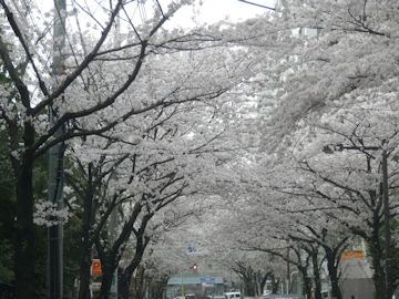 画像: 「桜」いろいろ
